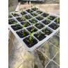 Plantin de Tiqui Tiqui / Phyla Nodiflora Reptans Plantin de Tiqui Tiqui / Phyla Nodiflora Reptans