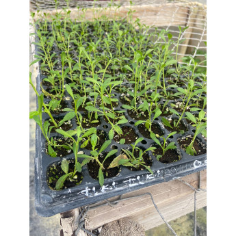 Plantin de Tiqui Tiqui / Phyla Nodiflora Reptans