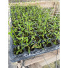 Plantin de Tiqui Tiqui / Phyla Nodiflora Reptans Plantin de Tiqui Tiqui / Phyla Nodiflora Reptans