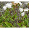 Plantin de Ageratina glechonophylla (Barba de viejo)