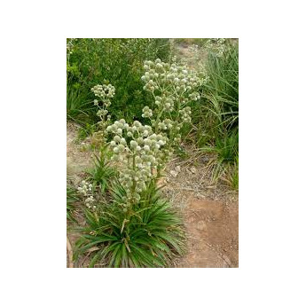 Plantin de Eryngium paniculatum - Chupalla