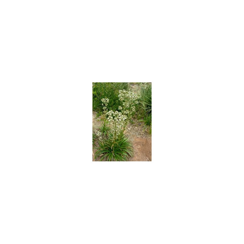 Plantin de Eryngium paniculatum - Chupalla