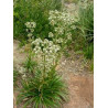 Plantin de Eryngium paniculatum - Chupalla