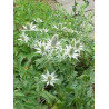 Plantin de Eryngium paniculatum - Chupalla
