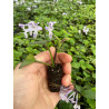 Mona lisa / Plectranthus