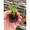 Plantin de Dimorfoteca