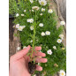 Plantin de Argyranthemum