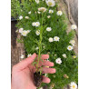 Plantin de Argyranthemum