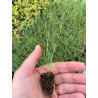 Plantin de Festuca