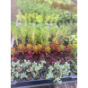 plantin de suculentas plantin de suculentas