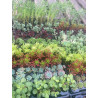 plantin de suculentas plantin de suculentas