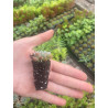 plantin de suculentas plantin de suculentas