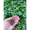 Plantin de Coprosma Verde
