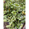 Plantin de Coprosma Verde