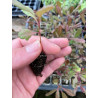 Plantin de Stenocarpus