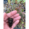 Plantin de Stenocarpus