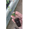 Ruhs crenata / Rush crenata