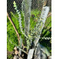 Planta Eucalipto Dolar / Eucalyptus Cinerea