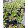 Puya Chilensis