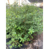 Crateus