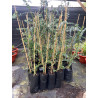 Planta Eucalipto Dolar / Eucalyptus Cinerea