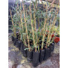 Planta Eucalipto Dolar / Eucalyptus Cinerea