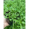 Tiqui Tiqui / Phyla Nodiflora Reptans