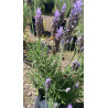 Bandeja de Plantin de Lavanda Francesa