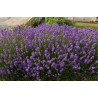 Plantin de Lavanda Inglesa