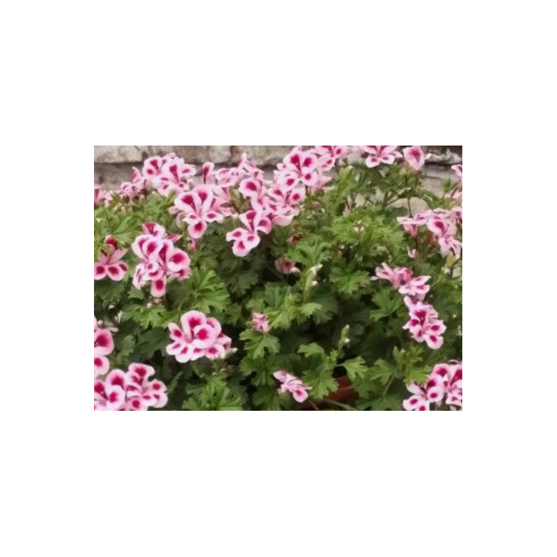 Plantin de Pelargonio Enano / Pelargonium