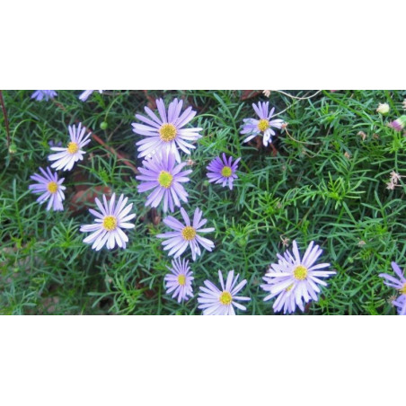 Plantin de Brachyscome / Brachycome