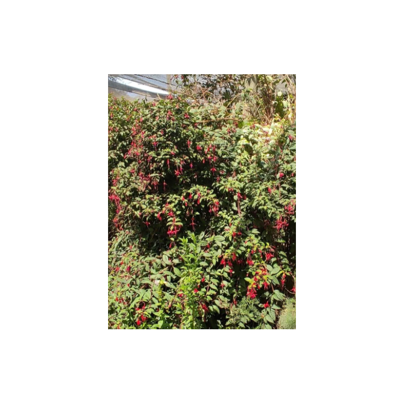 Plantin de Fucsia / Fuchsia