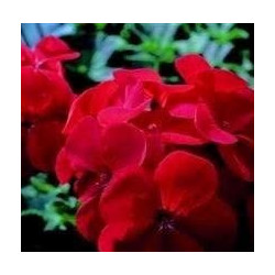 Plantin de Geranio Horizon
