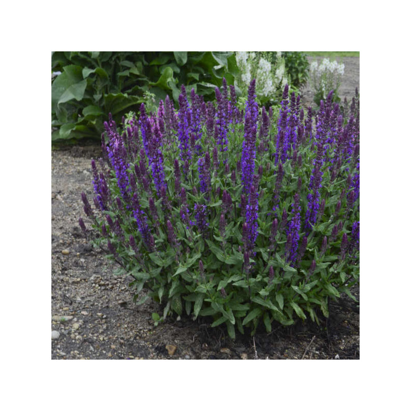 Plantin de Salvia SP New Dimension Plantin de Salvia SP New Dimension