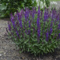 Plantin de Salvia SP New Dimension Plantin de Salvia SP New Dimension