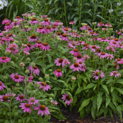 Plantin de Echinacea PowWow