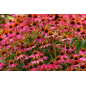 Plantin de Echinacea PowWow