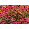 Plantin de Echinacea PowWow