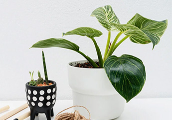Hanging Planters  4
